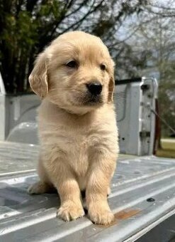 Šteniatka zlatého retrievera hľadajú domov