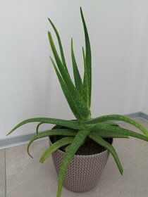 Aloe vera (aloa pravá) výška 37 cm
