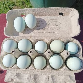 Araucana