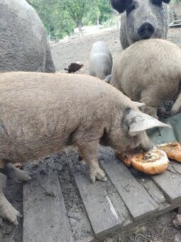 Mangalica