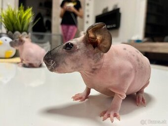 Skinny morčatá