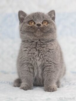 Britske modre maciatka s pp