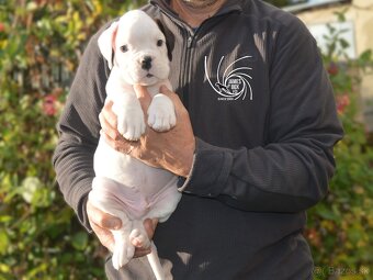 Nemecký boxer- bielý psík s PP