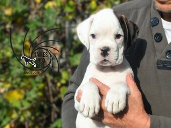 Nemecký boxer- bielý psík s PP