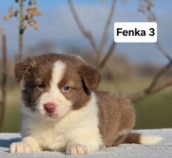 Border Collie, kólia