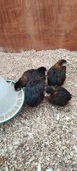 Araukana divokosfarbená