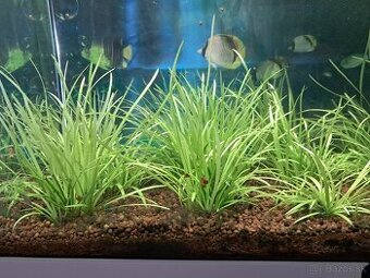 Predam akvarijne rastlinky
