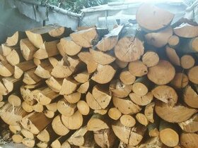 PALIVOVE DREVO suche Dub Buk