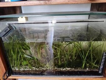 30 l akvarium pre začiatočníkov