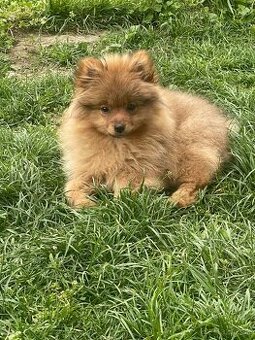 Pomeranian Psík