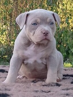 American bully