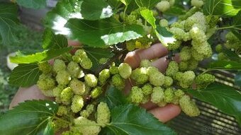 Moruša biela - SAMOZBER - 1