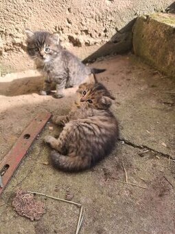 Maine coon