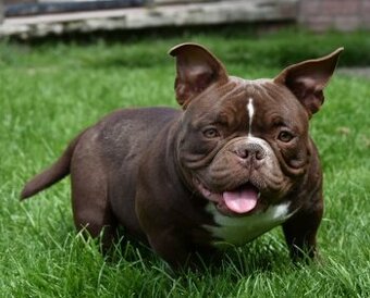 American bully micro