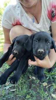 Labrador