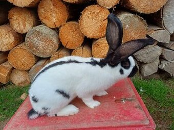 Nemecký obrovitý strakáč