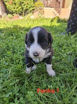 Border collie
