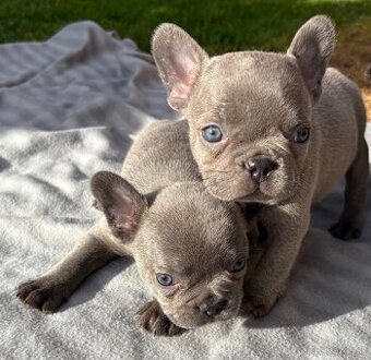 Francúzsky buldocek