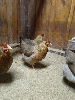 ORAVKA RODOVOSFARBENÁ