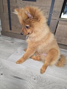 Pomeranian