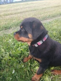 Rotvajler, rottweiler, rtw