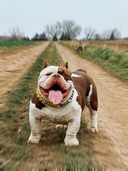 American Bully - 1
