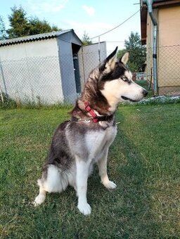 Sibírsky husky