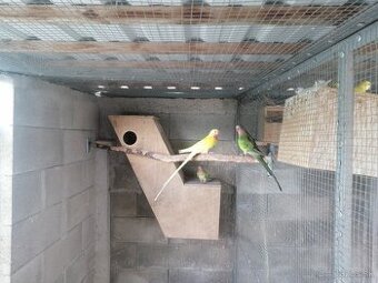 Papagáj alexandrin lutino princ