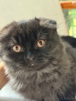 Predáme britskú mačku . Nar. 20.07.2025 .