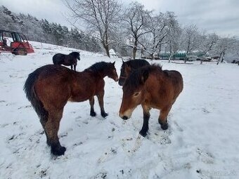 Predám dve ťažné kobylky