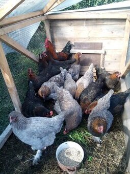 Maranska medenokrká