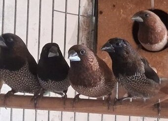 Pestunky japonske (r.2025)