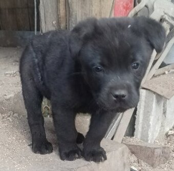 Psík Cane Corso - 1