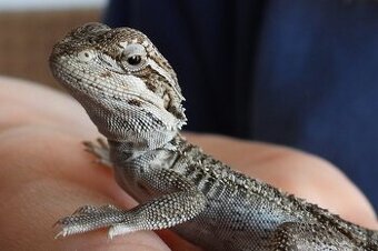 Agama bradatá / vousatá