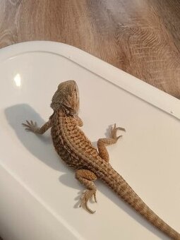 Agama bradatá