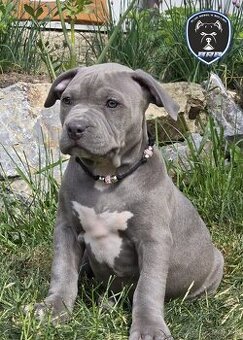 Fenka American Bully XL s pp