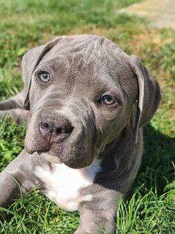 Chlapeček American Bully XL s pp
