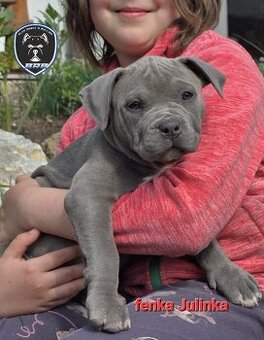 Holčička American Bully XL s pp
