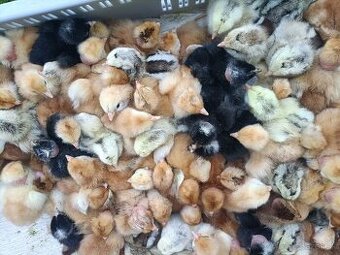 Ponúkame 4 dňové kuriatka cena 1,4€vhode na vajcia aj mäso