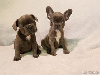 Francúzsky buldoček, šteniatka Blue, Faun, Black Tan