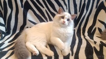 Mačička Ragdoll
