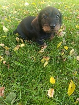 Predám šteniatko -hrubosrstý jazvečík