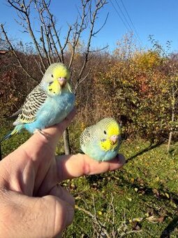 Andulka Maznačik krotká