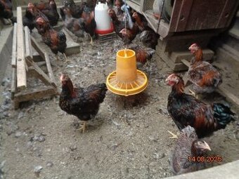 Sliepky Wyandotky zlaté