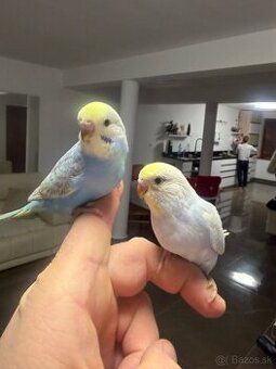 Andulky Maznačikovia Dúhové