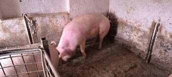 Predám vykrmené prasatá