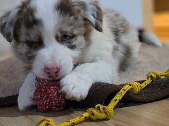 Border collie, kolia