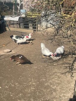 predám kačice do chovu