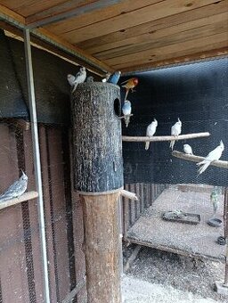 Predám andulky a korely