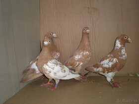 Predám poštových holubov Meulemans